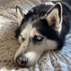 Meet your Posher, Angel